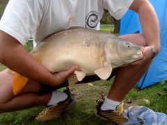 Carpe de 5kg900