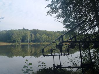 en face au milieu dans les bois