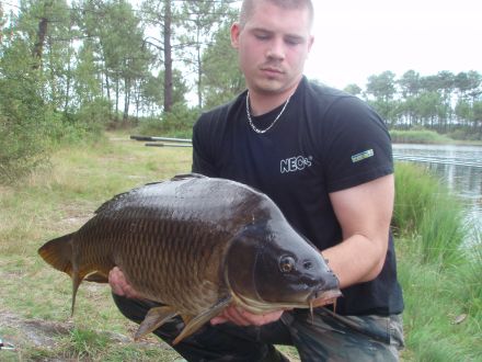  belle carpe commune de 13 kilos