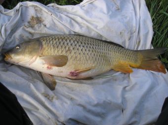 voici ma première carpe de l'année 2009, elle pèse 4.1 kilos, malheureusement est elle est blessé sous les nageoires ce ki est dommage. mais bon beau poisson et joli départ