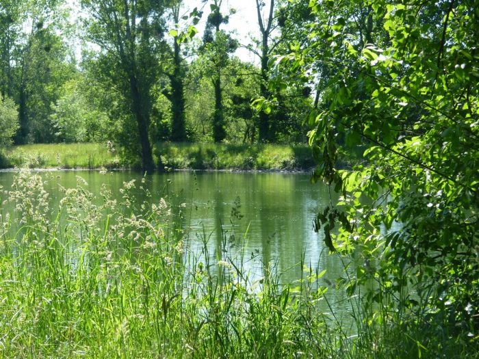 La pêche de la carpe en batterie en Gironde