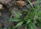 Jardin botanique, une jolie grenouille prend la pose