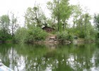 Autour de l'ile au chalet, les carpes passent souvent