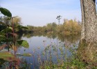 Etang où règne calme et tranquilité