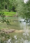 Les canards coulent des jours heureux au domaine