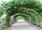 Jardin botanique, la roseraie