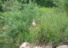 Jardin botanique, le canard en fait autant