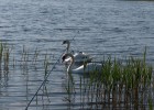 famille cygne