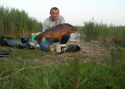 carpe commune tarte au pomme de 10.400 Kg et 82 cm