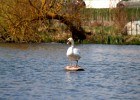 le cygne sur SON pillier