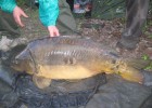 carpes carpes
