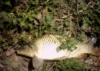 ma deuxieme carpe commune dans le rhone 4kg