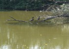 Mon Etang De Veyrins-Thuellin