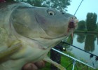 mes carpes mes carpes