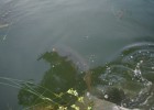 peche entre amis peche entre amis