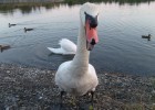 cigne ddu de monetier alllemonts lac du vivas