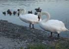 cigne du lac de monetier alllemonts(lac du vivas) avec canard