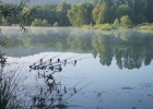 les poissons arrivent