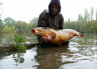 fish en free land pris sur alt bille de 20et24 en plan d'eau rempli de chats