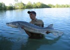 poisson tre tre puissant qui donne un combat de plus de 1h