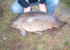 ma plus grosse carpe prise a ce jour 25.8 kg prise a la bouillette a la cerise