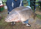 ma plus grosse carpe prise a ce jour   25.8 kg prise a la bouillette a la cerise