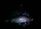 J'ai fait cette carpe à St Amand les Eaux dans le Nord (Etang fédéral)