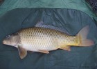 PECHE DE LA CARPE PECHE DE LA CARPE