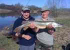 Un très beau brochet de 90cm pris par Fifi