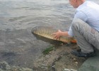 kevin remet son poisson a l'eau comme un pro