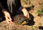 Cette tortue n'a pas résistée au bouillettes maison.(attrapée par la patte)