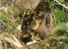 naissence de petits de canard