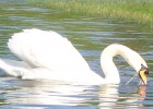 2 cygne se croise et font un petit signe. pfffff trop nul la blagounette.   lol 