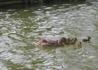 maman et ses petits