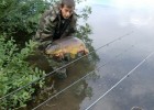 tres beau poisson s auvage a 100 pour cent 