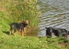 Chien écoutant kan t'ils en n'ont envie(la mère et le fils) 