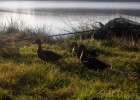 méfiez vous des canards qui aiment vos bouillettes...