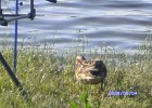 les canards profitent des restes d'ammorçages