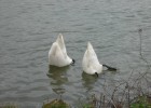 qui se prennent pour des flotteurs; pour une journee de pêche le17-03-08