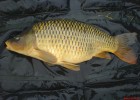 carpe de 12,5kg pris au canal