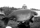 Carpe commune 19,2 Kgs