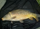 peche a la carpe peche a la carpe
