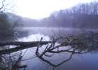 la petite brume matinale