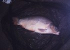 mes carpes depuis 3 mois mes carpes depuis 3 mois