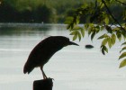 l'oiseaux percher du au de son arbre