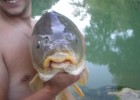 Les carpes du vidourle Les carpes du vidourle