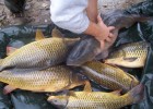 Carpes en folie Carpes en folie