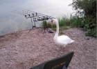 NATURE - LE CYGNE PECHEUR