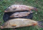 Le blog d'un fou de pêche Le blog d'un fou de pêche
