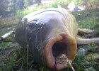 la plaisir de la peche